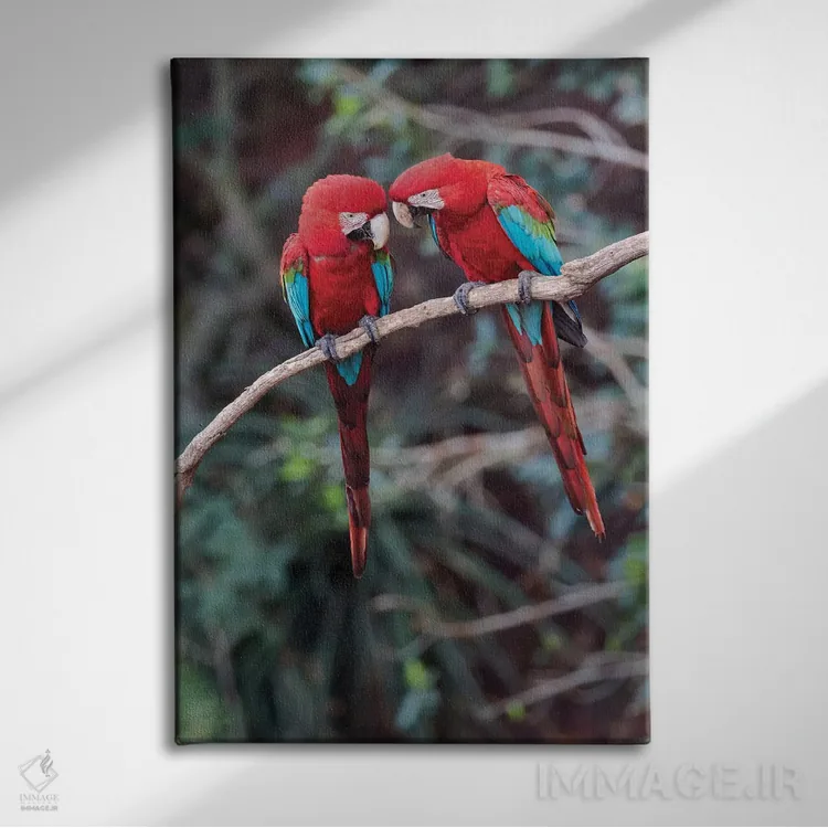 تابلو دکوراتیو آمریکای جنوبی، برزیل، ماتو گروسو دو سول، جاردیم. یک جفت مکائوی… اثر الن گاف - نمای روبهرو روی دیوار