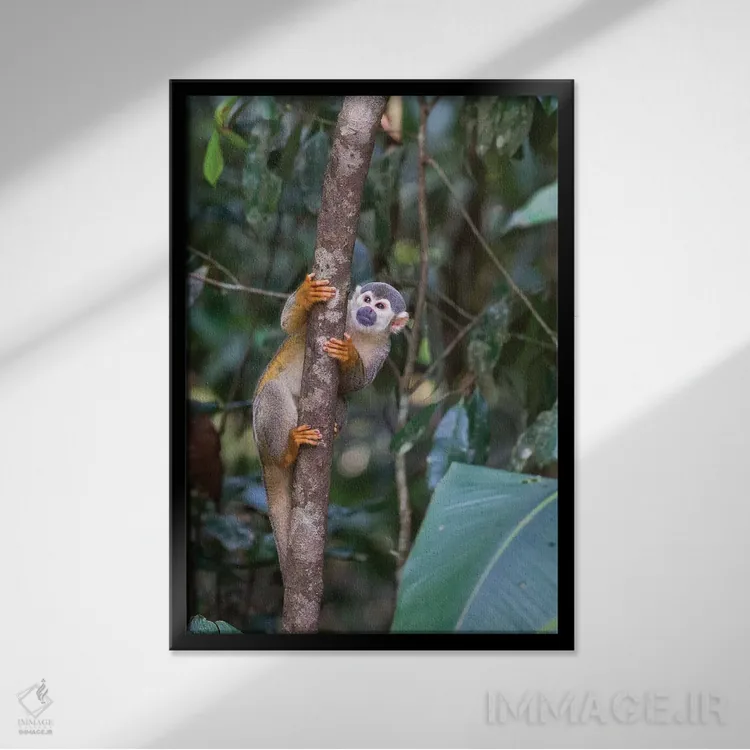 تابلو دکوراتیو برزیل، آمازون، مانائوس. میمون سنجابی معمولی در میان درختان اثر الن گاف - نمای قابدار مشکی