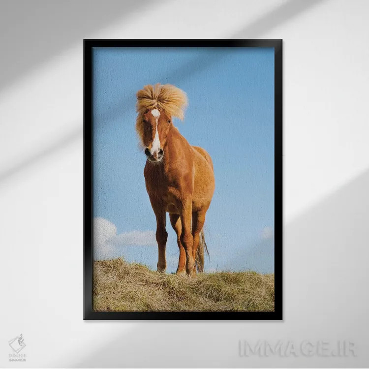 تابلو دکوراتیو ایسلند، دریاچه میواتن، اسب ایسلندی. پرتره ای از اسب ایسلندی II اثر الن گاف - نمای قابدار مشکی