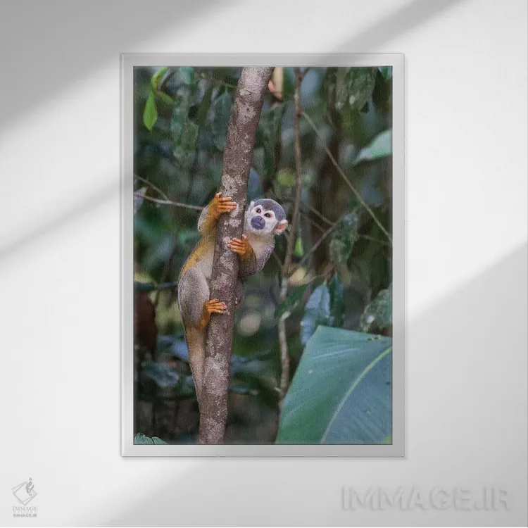 تابلو دکوراتیو برزیل، آمازون، مانائوس. میمون سنجابی معمولی در میان درختان اثر الن گاف - نمای قابدار سفید