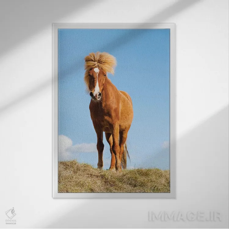 تابلو دکوراتیو ایسلند، دریاچه میواتن، اسب ایسلندی. پرتره ای از اسب ایسلندی II اثر الن گاف - نمای قابدار سفید
