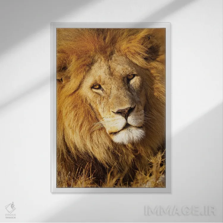 تابلو دکوراتیو آفریقا، تانزانیا. نمای نزدیک از صورت یک شیر نر اثر الن گاف - نمای قابدار سفید