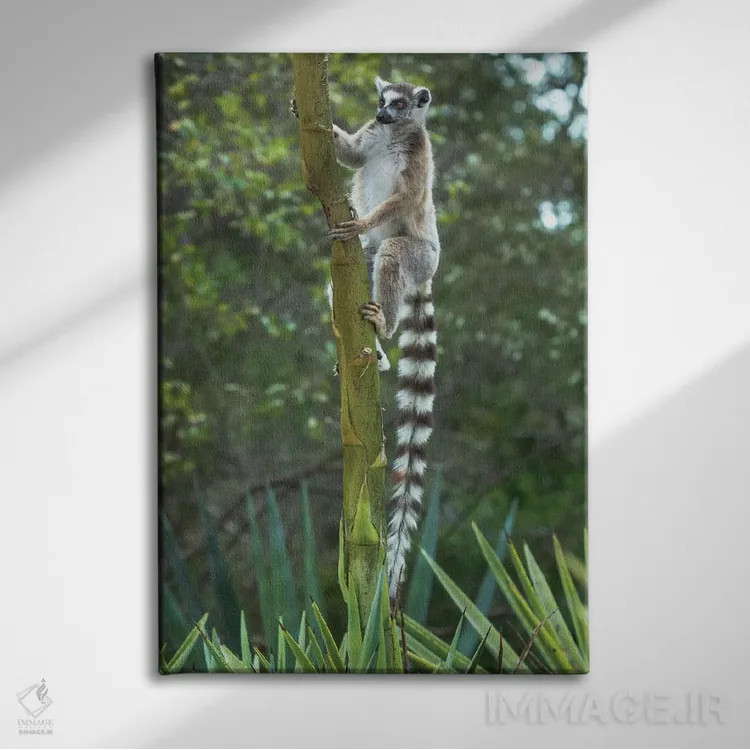 تابلو دکوراتیو ماداگاسکار، آمبواساری، ذخیره گاه برنتی. لمور دم حلقه ای چنگ زده… اثر الن گاف - نمای روبهرو روی دیوار