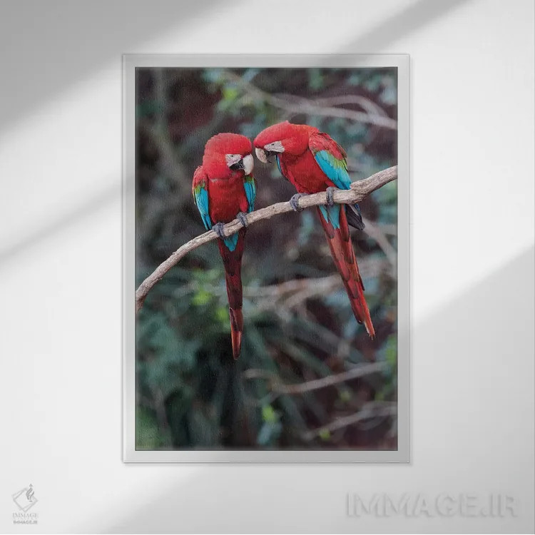 تابلو دکوراتیو آمریکای جنوبی، برزیل، ماتو گروسو دو سول، جاردیم. یک جفت مکائوی… اثر الن گاف - نمای قابدار سفید