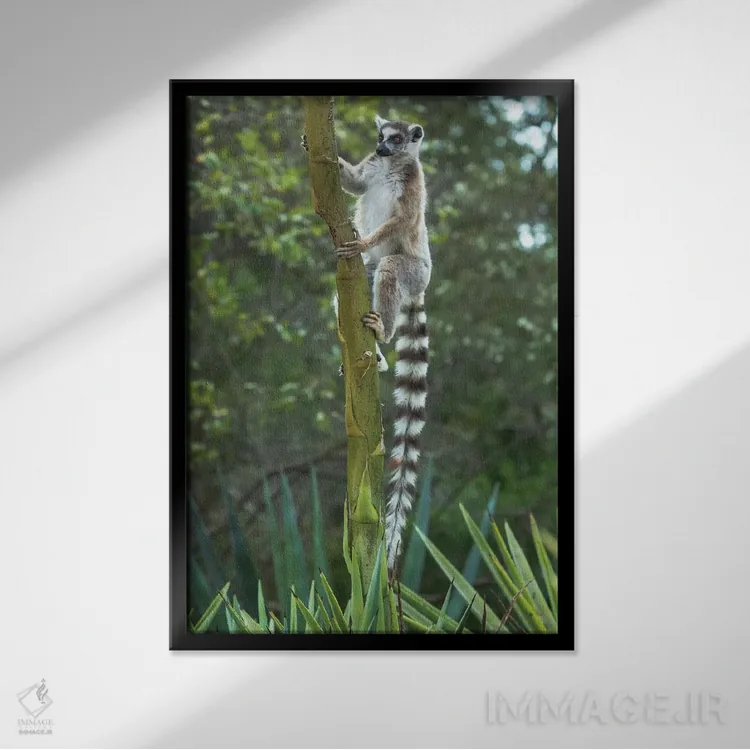 تابلو دکوراتیو ماداگاسکار، آمبواساری، ذخیره گاه برنتی. لمور دم حلقه ای چنگ زده… اثر الن گاف - نمای قابدار مشکی