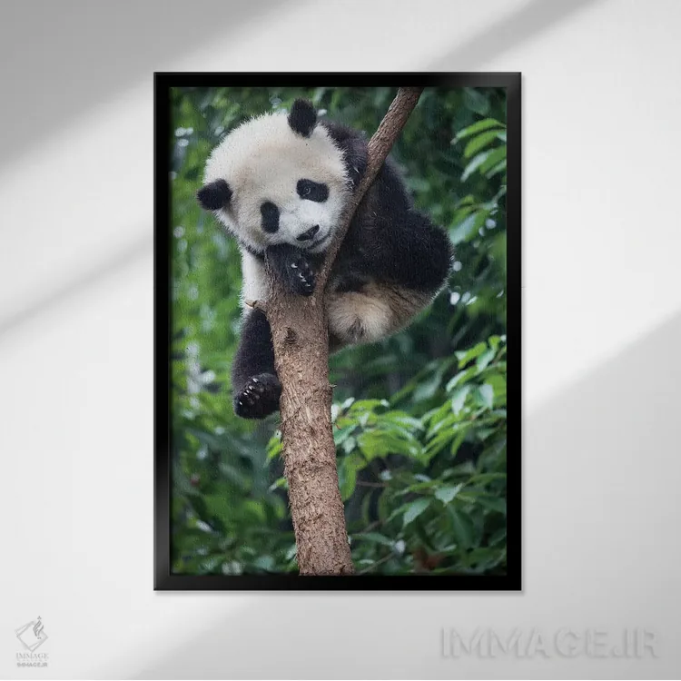 تابلو دکوراتیو پاندای غول پیکر جوان به راحتی بر شاخه درخت استراحت می کند. چین… اثر الن گاف - نمای قابدار مشکی
