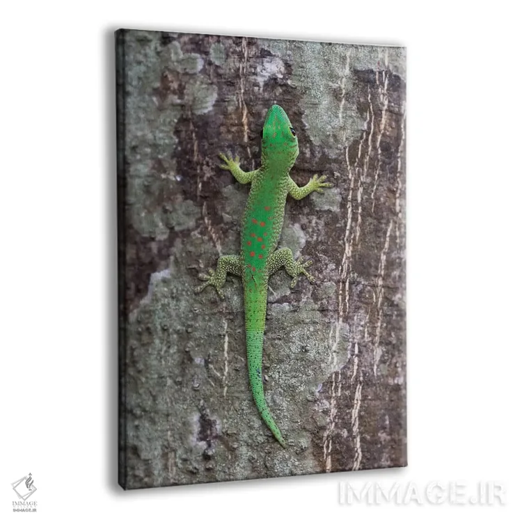 تابلو دکوراتیو ماداگاسکار، پارک ملی تسینگی دو بماراها. این جکو روزگرد با رنگ ه… اثر الن گاف - نمای پرسپکتیو محصول