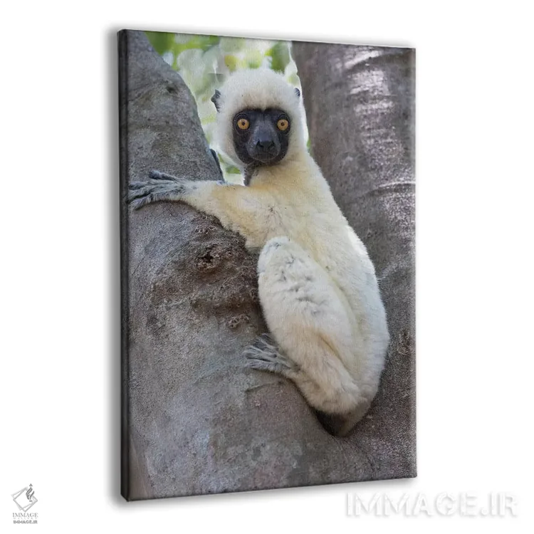 تابلو دکوراتیو ماداگاسکار، پارک ملی تسینگی دو بماراها، سیفاکای دکن اثر الن گاف - نمای پرسپکتیو محصول