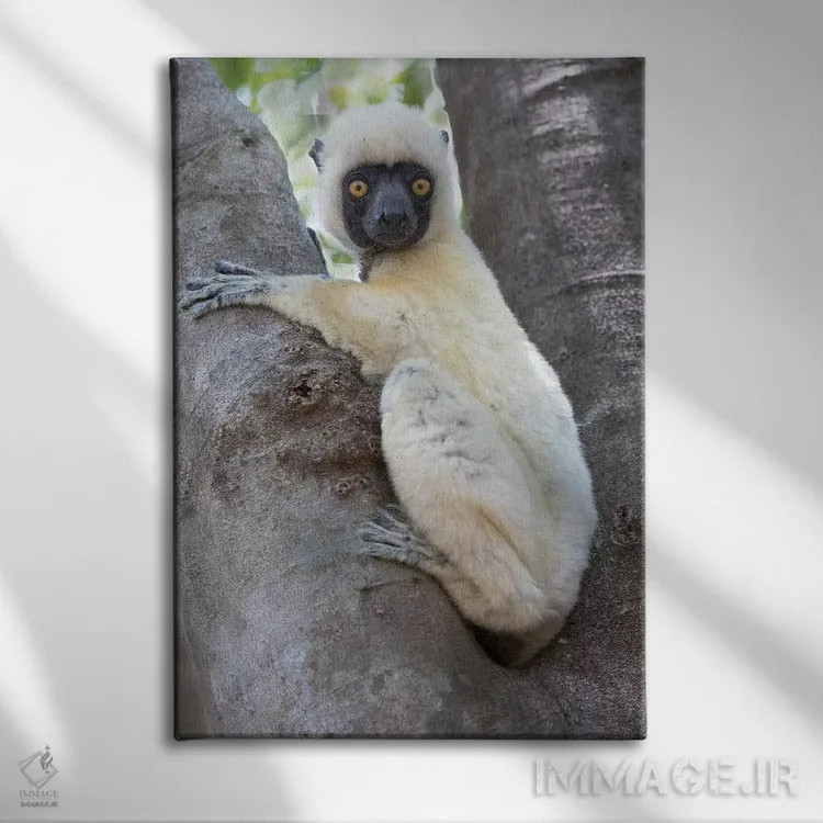 تابلو دکوراتیو ماداگاسکار، پارک ملی تسینگی دو بماراها، سیفاکای دکن اثر الن گاف - نمای روبهرو روی دیوار