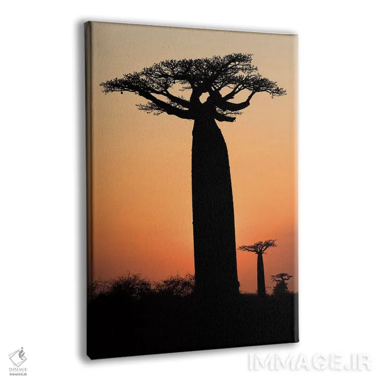 تابلو دکوراتیو ماداگاسکار، مورونداوا، مسیر بائوباب ها. درختان بائوباب گرندیدیر… اثر الن گاف - نمای پرسپکتیو محصول