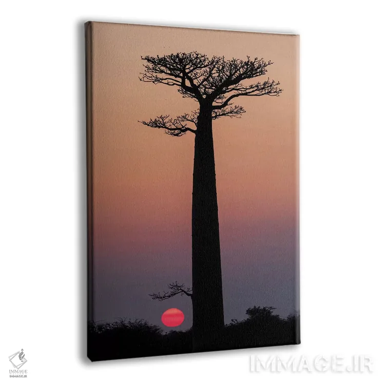 تابلو دکوراتیو ماداگاسکار، مورونداوا. درختان بائوباب به صورت سیلوئت مقابل آسما… اثر الن گاف - نمای پرسپکتیو محصول