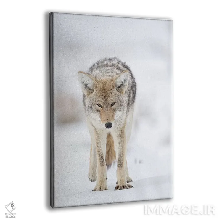 تابلو دکوراتیو آمریکا، وایومینگ، پارک ملی یلواستون. پرتره ای از یک گرگ صحرایی… اثر الن گاف - نمای پرسپکتیو محصول