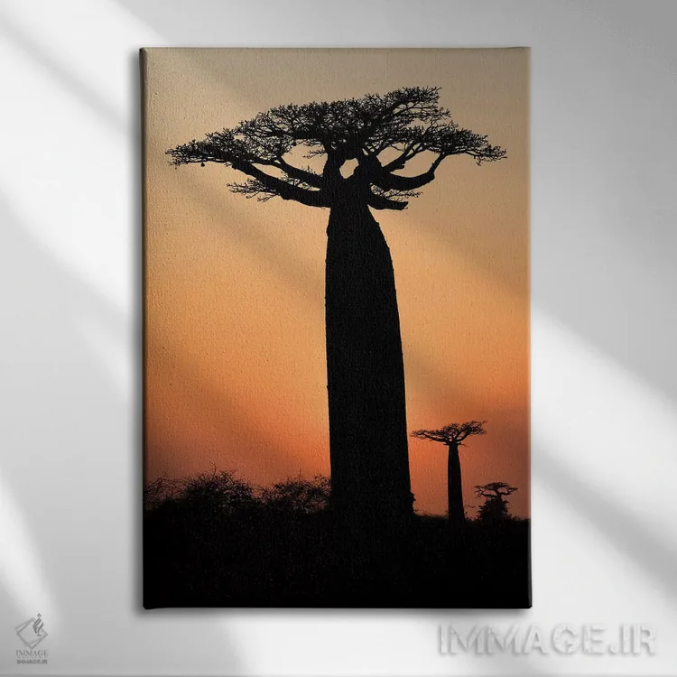 تابلو دکوراتیو ماداگاسکار، مورونداوا، مسیر بائوباب ها. درختان بائوباب گرندیدیر… اثر الن گاف - نمای روبهرو روی دیوار