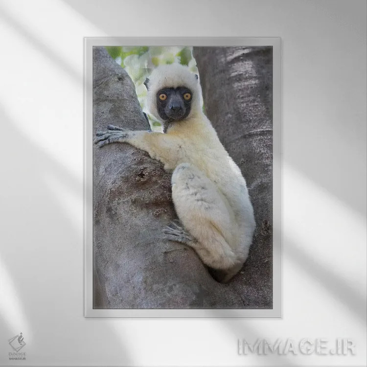 تابلو دکوراتیو ماداگاسکار، پارک ملی تسینگی دو بماراها، سیفاکای دکن اثر الن گاف - نمای قابدار سفید