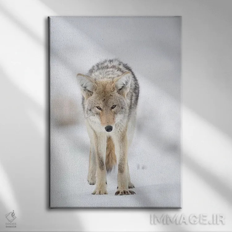 تابلو دکوراتیو آمریکا، وایومینگ، پارک ملی یلواستون. پرتره ای از یک گرگ صحرایی… اثر الن گاف - نمای روبهرو روی دیوار