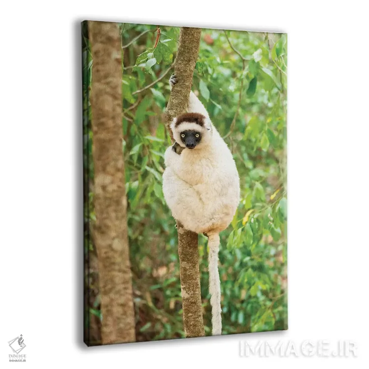 تابلو دکوراتیو آفریقا، ماداگاسکار، آنوسی، ذخیره گاه برنتی. پرتره ای از یک سیفا… اثر الن گاف - نمای پرسپکتیو محصول