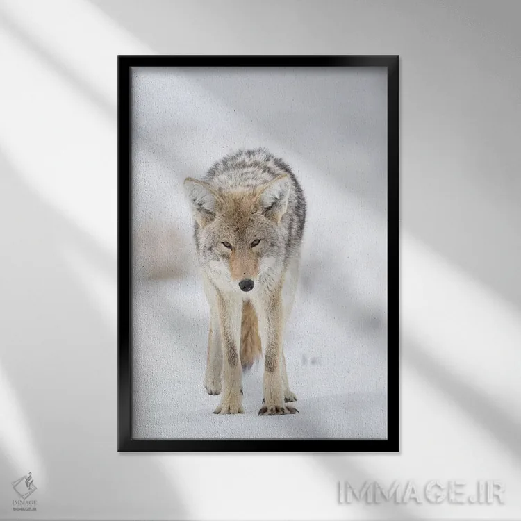 تابلو دکوراتیو آمریکا، وایومینگ، پارک ملی یلواستون. پرتره ای از یک گرگ صحرایی… اثر الن گاف - نمای قابدار مشکی