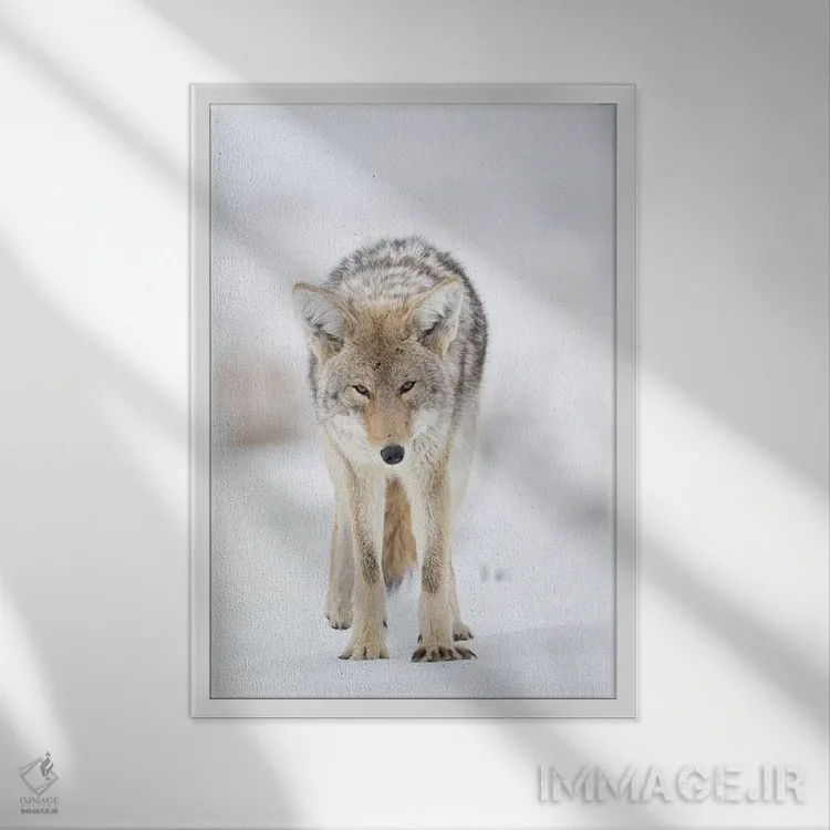 تابلو دکوراتیو آمریکا، وایومینگ، پارک ملی یلواستون. پرتره ای از یک گرگ صحرایی… اثر الن گاف - نمای قابدار سفید