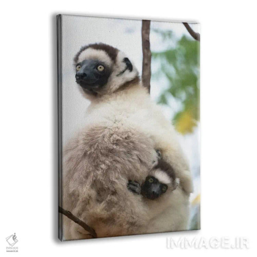 تابلو دکوراتیو آفریقا، ماداگاسکار، آنوسی، ذخیره گاه برنتی. یک سیفاکای ماده که… اثر الن گاف - نمای پرسپکتیو محصول