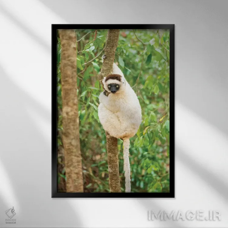 تابلو دکوراتیو آفریقا، ماداگاسکار، آنوسی، ذخیره گاه برنتی. پرتره ای از یک سیفا… اثر الن گاف - نمای قابدار مشکی