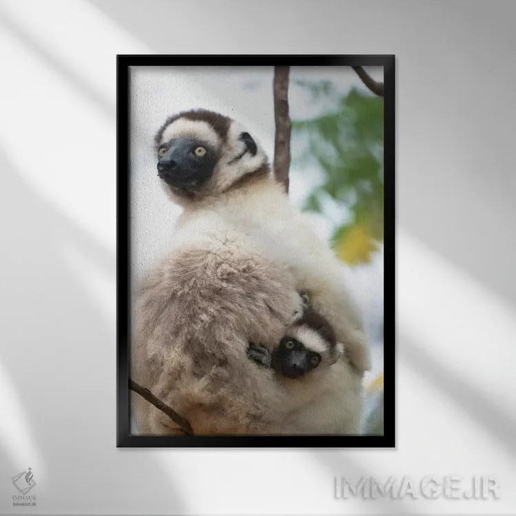 تابلو دکوراتیو آفریقا، ماداگاسکار، آنوسی، ذخیره گاه برنتی. یک سیفاکای ماده که… اثر الن گاف - نمای قابدار مشکی