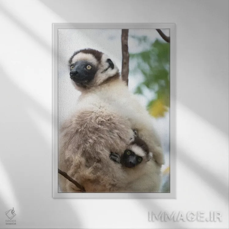 تابلو دکوراتیو آفریقا، ماداگاسکار، آنوسی، ذخیره گاه برنتی. یک سیفاکای ماده که… اثر الن گاف - نمای قابدار سفید