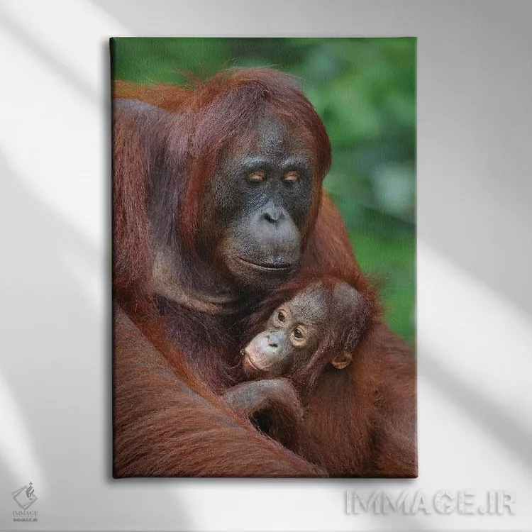 تابلو دکوراتیو اورانگوتان ها اثر المر وایس - نمای روبهرو روی دیوار