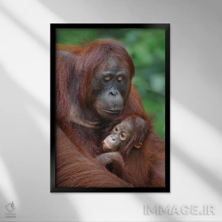 تابلو دکوراتیو اورانگوتان ها اثر المر وایس - نمای قابدار مشکی