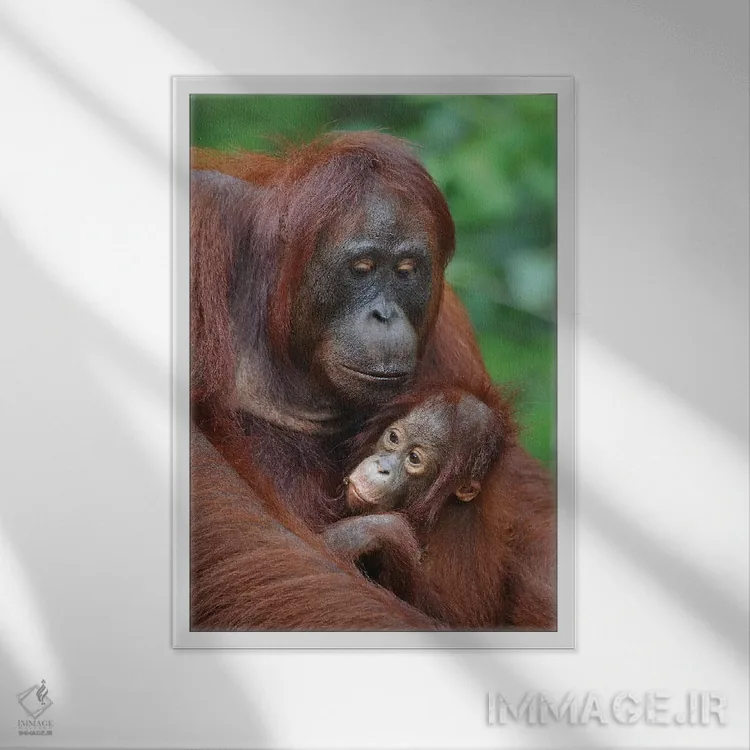 تابلو دکوراتیو اورانگوتان ها اثر المر وایس - نمای قابدار سفید