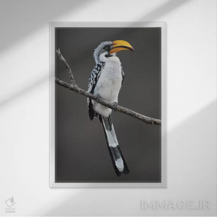 تابلو دکوراتیو شاخ دراز نوک زرد اثر المر وایس - نمای قابدار سفید