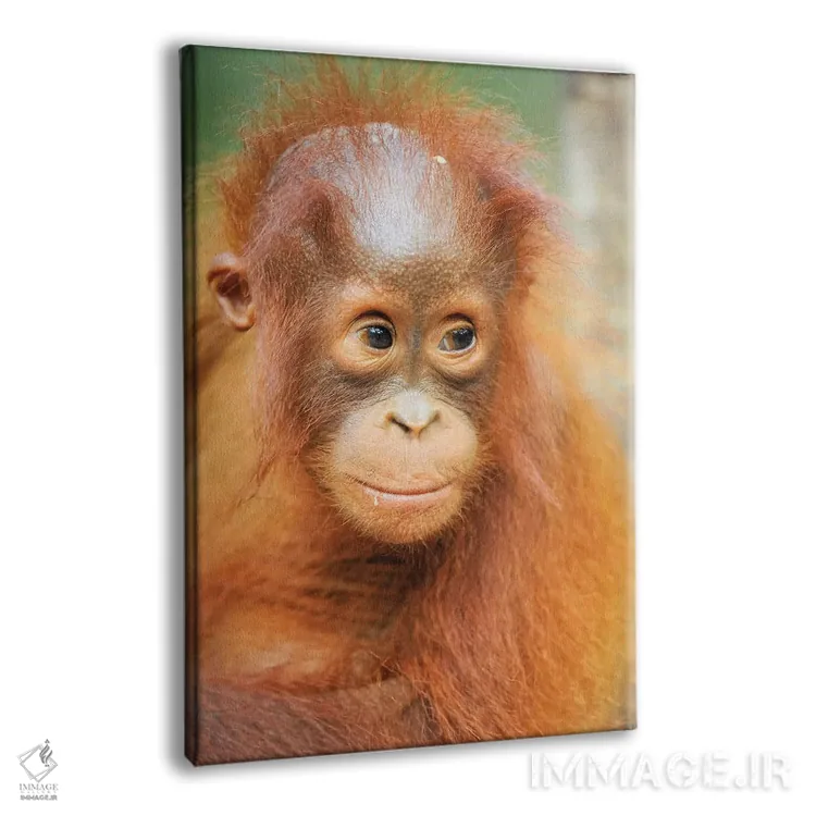 تابلو دکوراتیو پرتره اورانگوتان نوزاد اثر المر وایس - نمای پرسپکتیو محصول