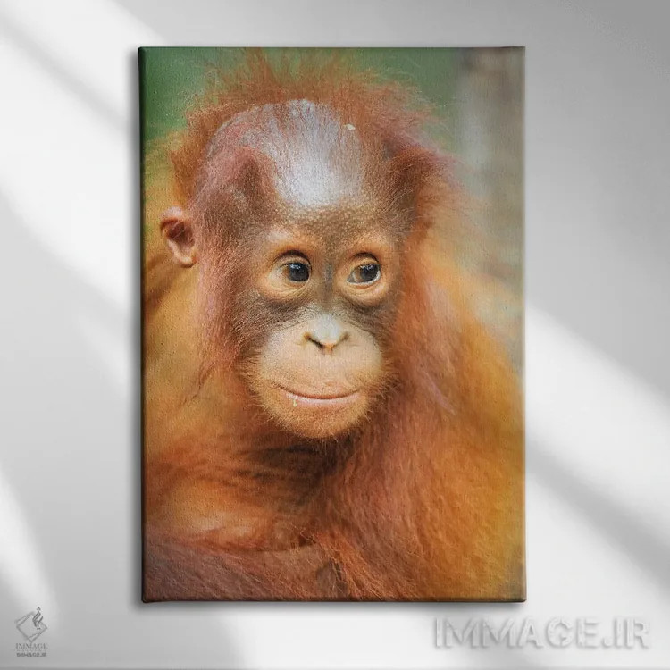 تابلو دکوراتیو پرتره اورانگوتان نوزاد اثر المر وایس - نمای روبهرو روی دیوار