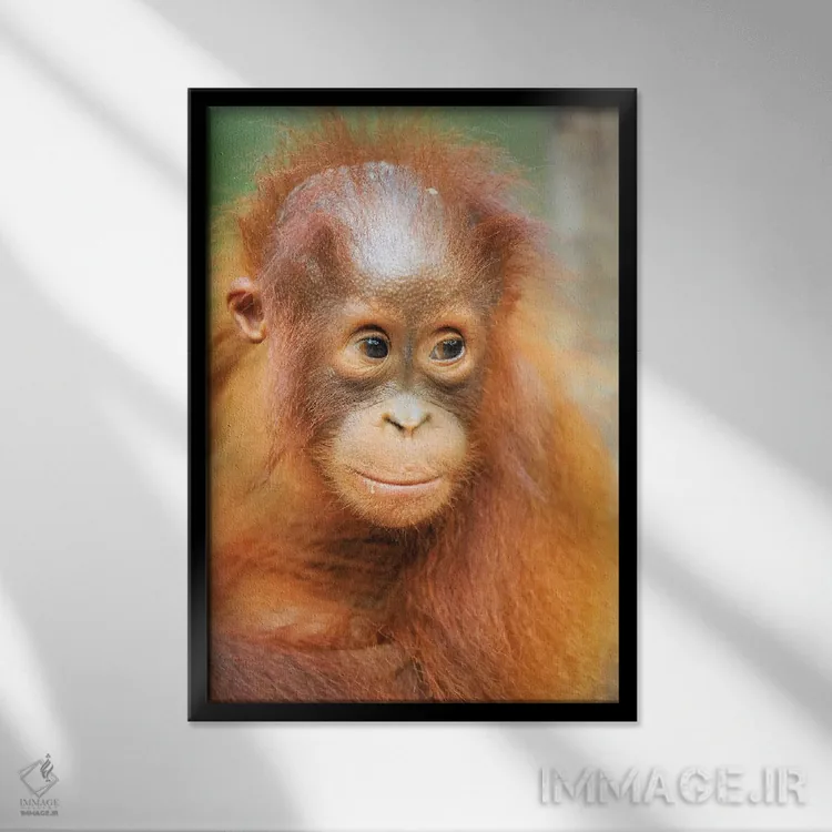 تابلو دکوراتیو پرتره اورانگوتان نوزاد اثر المر وایس - نمای قابدار مشکی