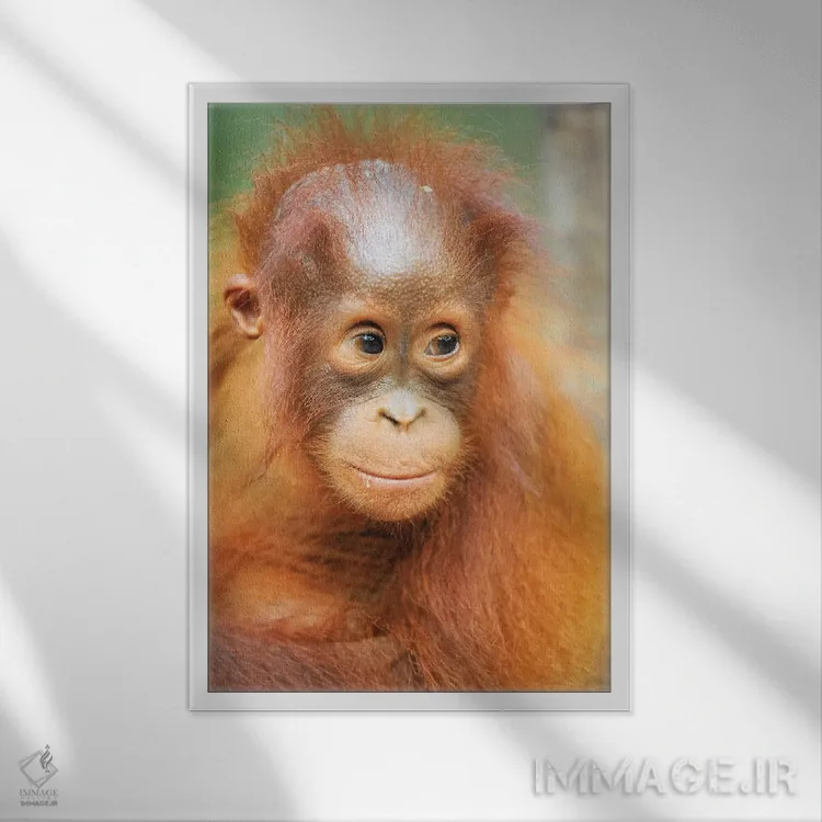 تابلو دکوراتیو پرتره اورانگوتان نوزاد اثر المر وایس - نمای قابدار سفید