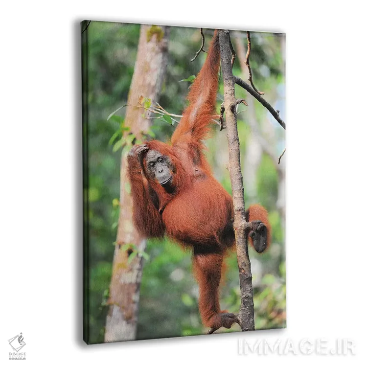 تابلو دکوراتیو اورانگوتان ها در میان درختان اثر المر وایس - نمای پرسپکتیو محصول