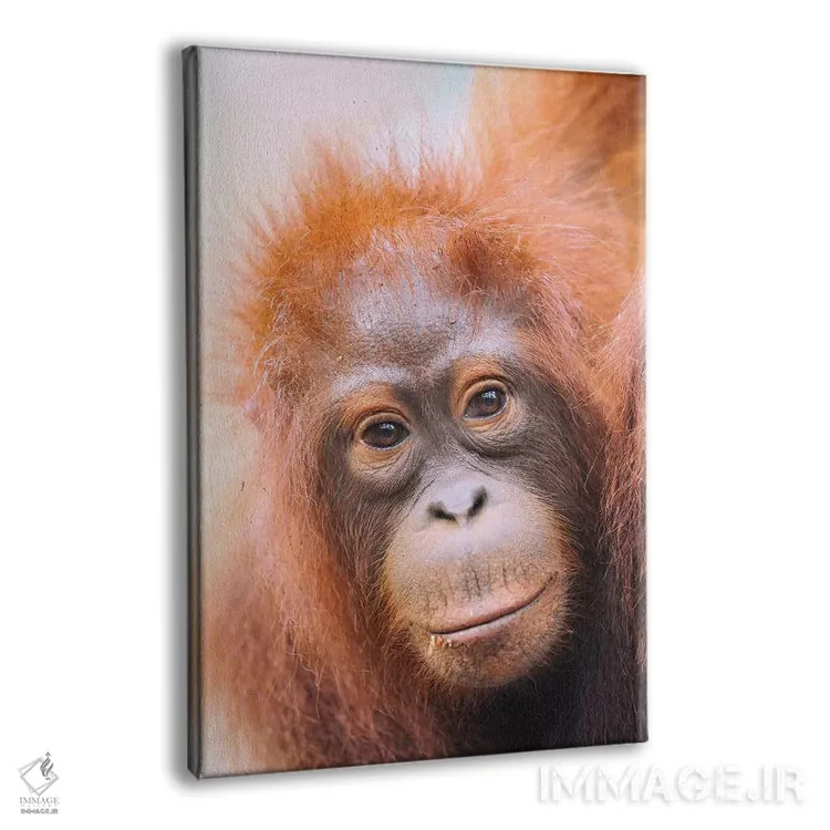 تابلو دکوراتیو پرتره اورانگوتان جوان اثر المر وایس - نمای پرسپکتیو محصول