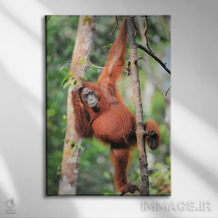 تابلو دکوراتیو اورانگوتان ها در میان درختان اثر المر وایس - نمای روبهرو روی دیوار