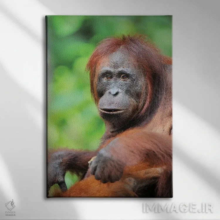 تابلو دکوراتیو اورانگوتان آرام اثر المر وایس - نمای روبهرو روی دیوار