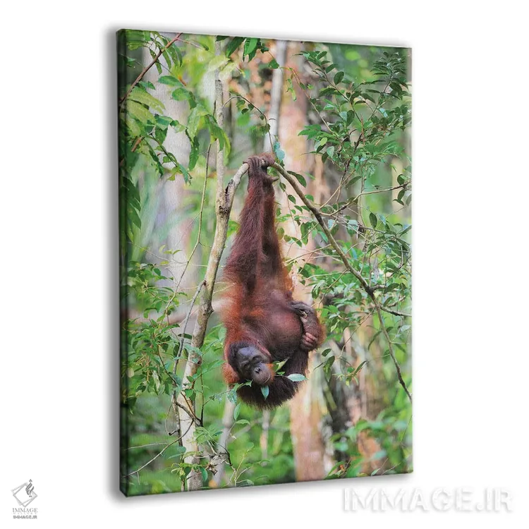 تابلو دکوراتیو اورانگوتان وارونه اثر المر وایس - نمای پرسپکتیو محصول