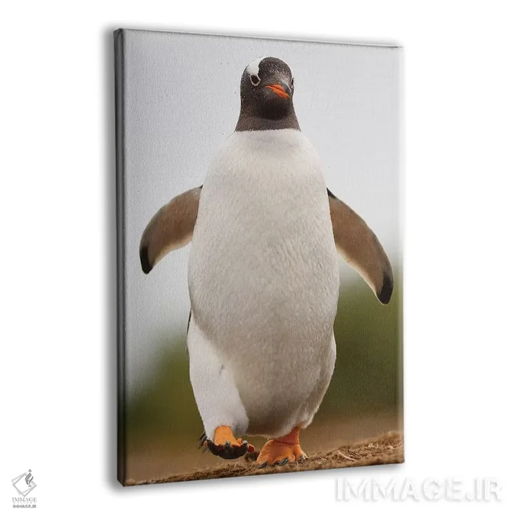 تابلو دکوراتیو پنگوئن جنتو اثر المر وایس - نمای پرسپکتیو محصول