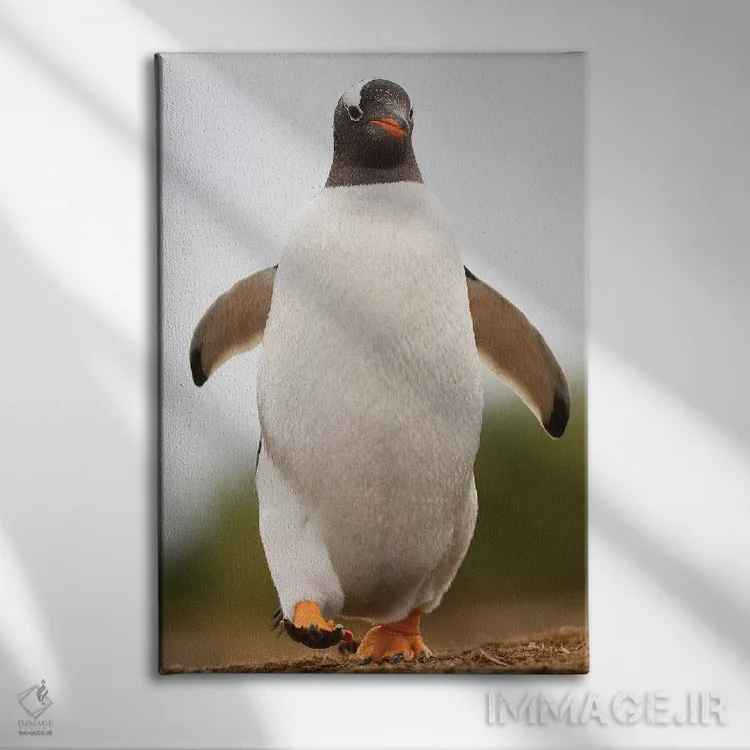 تابلو دکوراتیو پنگوئن جنتو اثر المر وایس - نمای روبهرو روی دیوار