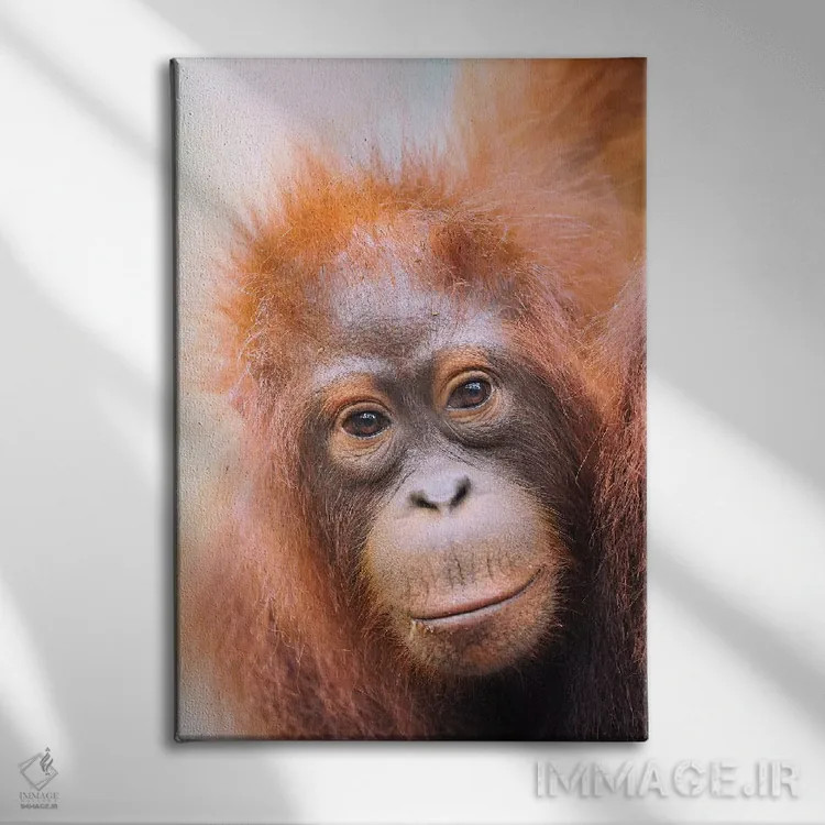 تابلو دکوراتیو پرتره اورانگوتان جوان اثر المر وایس - نمای روبهرو روی دیوار