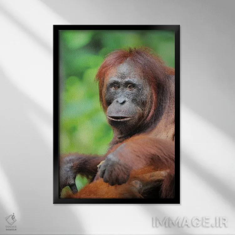 تابلو دکوراتیو اورانگوتان آرام اثر المر وایس - نمای قابدار مشکی