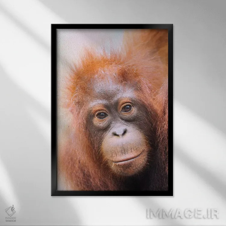 تابلو دکوراتیو پرتره اورانگوتان جوان اثر المر وایس - نمای قابدار مشکی