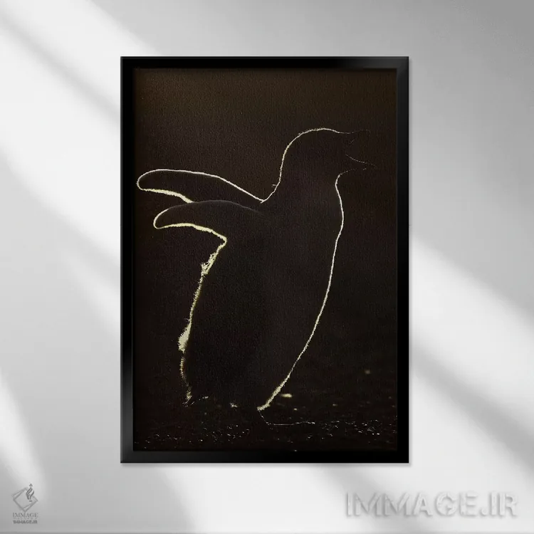 تابلو دکوراتیو جوجه پنگوئن جنتو با نور پشت اثر المر وایس - نمای قابدار مشکی
