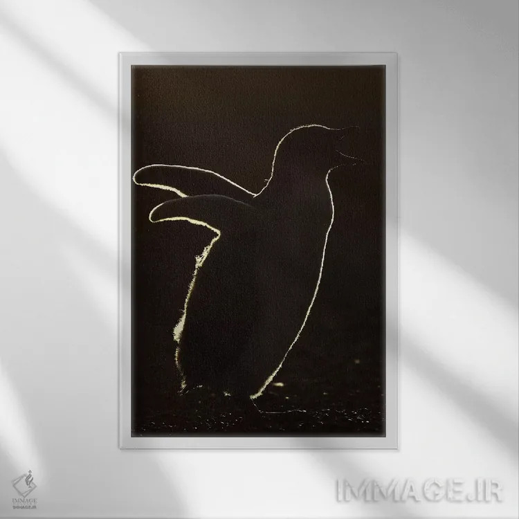 تابلو دکوراتیو جوجه پنگوئن جنتو با نور پشت اثر المر وایس - نمای قابدار سفید