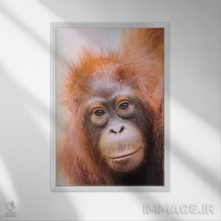 تابلو دکوراتیو پرتره اورانگوتان جوان اثر المر وایس - نمای قابدار سفید