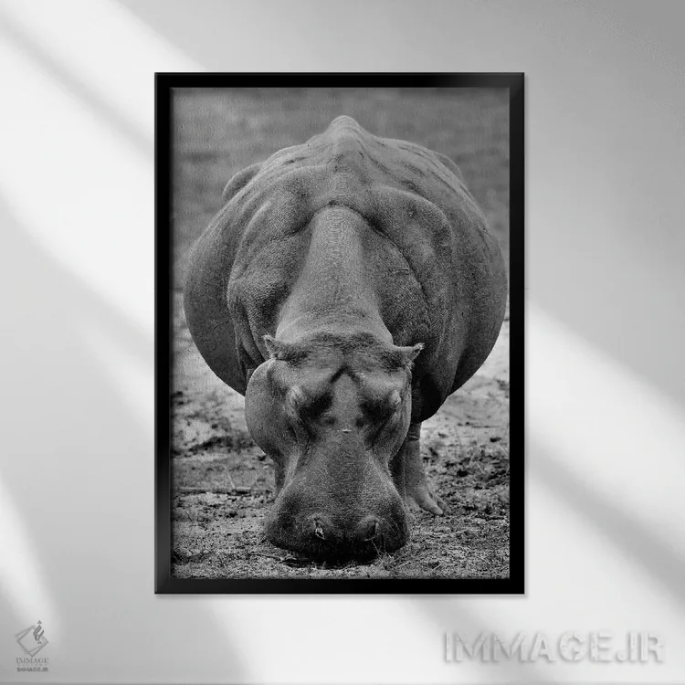 تابلو دکوراتیو اسب آبی در حال چرا اثر المر وایس - نمای قابدار مشکی