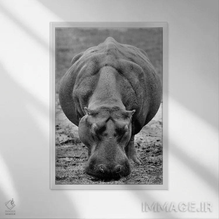 تابلو دکوراتیو اسب آبی در حال چرا اثر المر وایس - نمای قابدار سفید