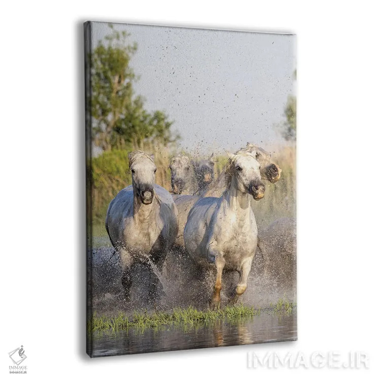 تابلو دکوراتیو Provence-Alpes-Cote D'Azur, France. Horses Running Thro… اثر امیلی ام ویلسون - نمای پرسپکتیو محصول
